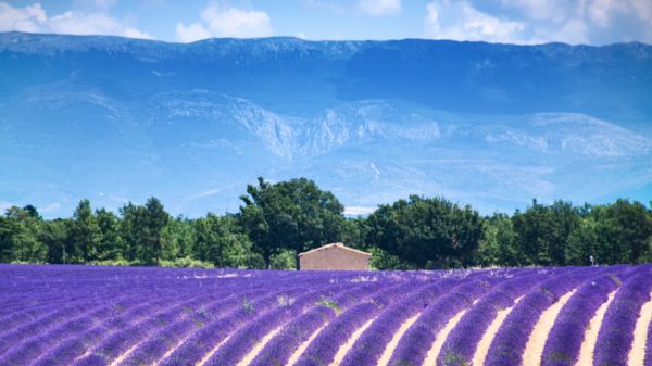 Valensole, Provence, Südfrankreich